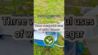 Three wonderful uses of white vinegar #plants #shortvideo #garden #youtubeshorts #howto #farming