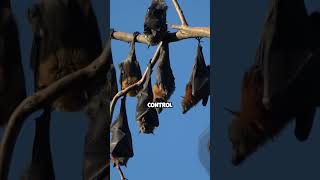 😲 Unveiling Bats: Nature's Aerial Acrobat 🦇✨ | The Animal Kingdom | #shorts