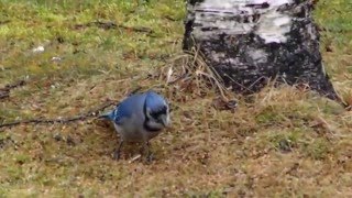 Blue Bird through my window