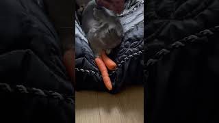 Rabbit chilling #youtubeshorts #shortsfeed #shortsviral #newyoutuber #youtube #subscribetomychannel