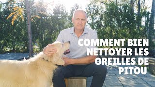 Comment bien nettoyer les oreilles d'un chien : le conseil du Dr Raymond Plasse - Unis TV