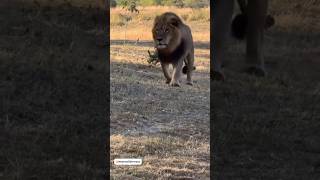 Los poderosos Armys Boys de patrulla 🔥 (Topaz & Mogwagwa) #lion #shorts #short #nature #wildlife #