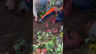 Harvesting Sweet Potatoes