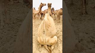 Desert Camels Amazing seen #shorts  #shortvideo  #youtubeshorts