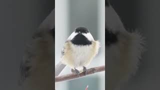 Chickadee! #bird