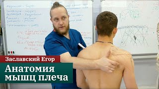 Анатомия мышц плеча для массажистов. Заславский Егор