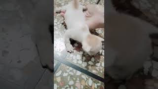 New born kitten/cute kitten😺/kitty/Persian kittens/beautiful kittens#shorts#tiktok#cat#kitten