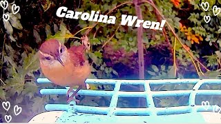 Winging it: Unexpected Visit from the Carolina Wren!