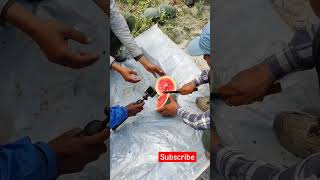 Watermelon hunting 😅🍉 in the bank of koshi #nepal #koshibarrage #viral #fruit #watermelon #ytshorts