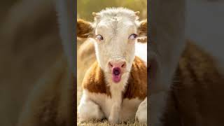 funny cup cow🐄🐄 cow boy #funny #crazycow #funnyanimal #funnyvideo #ytviral #crazycowlovers