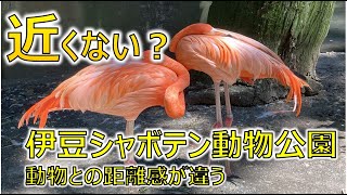 【静岡】伊豆シャボテン動物公園は動物との距離が近すぎるw