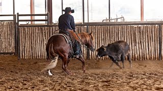 LOT #2036 RED SOLO CAT WB NCHA FUTURITY 2YO SALE 2024