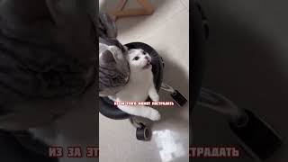 Видео с кошками и хомяками🐹 кого выбрать, кошку или хомяка? #яХрумка #хомяк #хомяки #кошки #коты