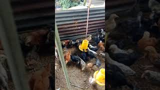 cek Kondisi Ayam Kampung Dan Ayam Filipin Usia 1Bulan Up