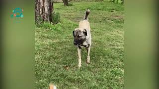 Turkish Kangal playing with Basenji