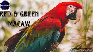 Red and Green Macaw