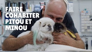 Comment réussir la cohabitation entre chien et chat - Unis TV