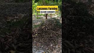 LANZONES FARMING| FERTILIZER ( CALCIUM CARBONATE) #countrymusic #nature #adayinmylife #lanzones