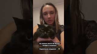 #кот #коты #британскиекошки #британскийкот #британцы #cats #short #youtubeshorts