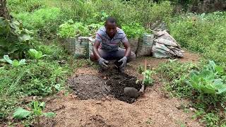 Organic farming with the usage of eggshells,wood ash , coffee grounds and farm yard manure.