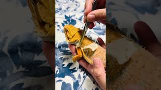 Bearded Dragon Shed 😱 #asmr #cutepets #beardeddragon #satisfying #shorts #satisfyingvideo