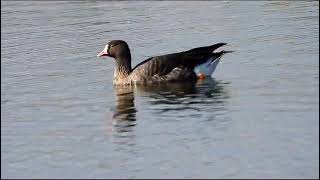 אווז קטן - כפר רופין. צילום: מעיין אשכנזי Lesser White-fronted Goose - Kfar Rupin November 2023