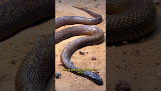 Inland Taipan | The Most Venomous Snake On Earth