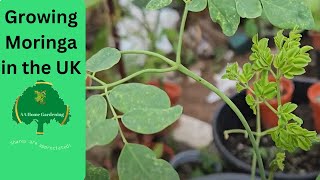 Growing Moringa in the UK