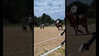 cantering Blaze part 2 #dressage #shortvideos #horses #showjumping #jumping #equestrian #viralvideos