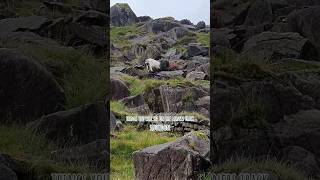 Things You Will See On The Miners Track, Snowdon. #naturewalk #travel #walkinguk #walking