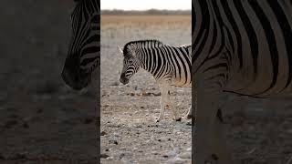 Zebra in Etosha National Park, Namibia.