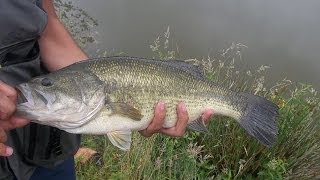 Gros black bass de 46cm pêché à vue