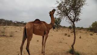 Camel's Amazing Thorny Feast!