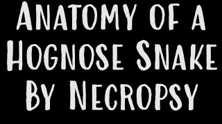 anatomy of a Hognose Snake by Necropsy