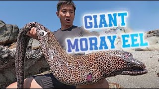 Giant Moray Eel - Catching the largest Giant Moray Eel ever recorded can earn thousands of dollars