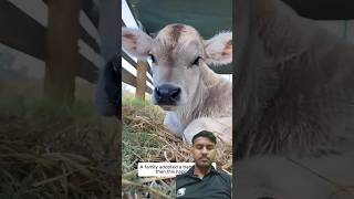 Cute baby Cow 🐄 ~ #cow #animals #love #farm #farmlife #shortvideo #calf #animalshorts #cute #cutepet