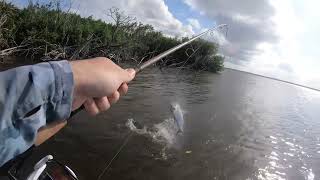 Tarpon madness in the Indian river