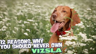 12 Reasons Why You Should Never Own a Vizsla 🐾