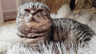 Самый красивый кот. The most beautiful cat. Шотландский вислоухий)