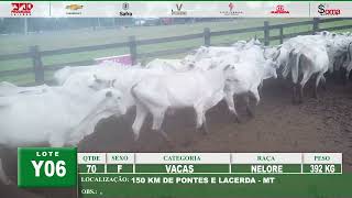 LOTE Y08