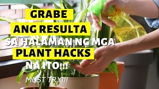 NAPAKA EFFECTIVE NA MGA PLANT HACKS PARA MAS GUMANDA ANG ATING MGA HALAMAN!