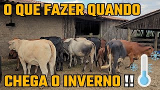 O QUE FAZER QUANDO CHEGA O INVERNO NA PECUÁRIA  !!