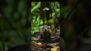 white nosed coati