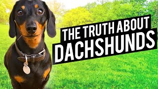 Interesting FACTS about Dachshunds You Need to Know