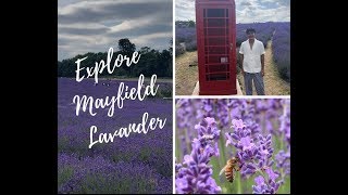 Lavender Fields Forever -  Explore Mayfield Lavender!