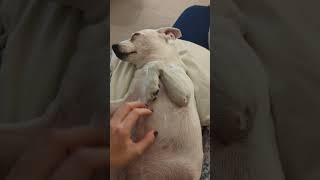 ASMR Dog Relaxation #asmr #asmrdog #asmrvideos #asmrhandmovement #relaxing