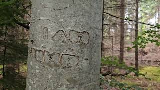 Old tree engraving reading "I AM HOMO"