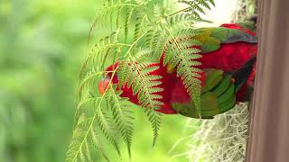 Chattering Lori feeding on fern sorus