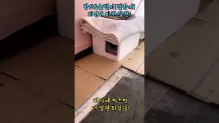 텐트로 길냥이 피신처 만들기! (#shorts)