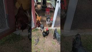 chickens excited to free-range #chickenraising #backyardchickens     #chicken  @Chickenchaos